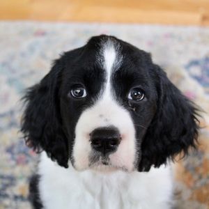 Meet your Posher, Mia